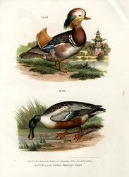 Canard mandarin, 1864